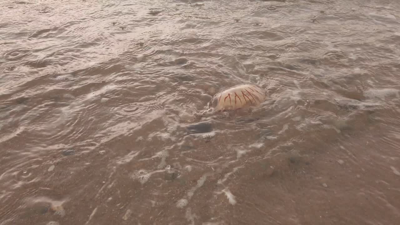 medusas a la orilla del mar