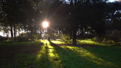 sun shines true the trees, casting long autumn shadows