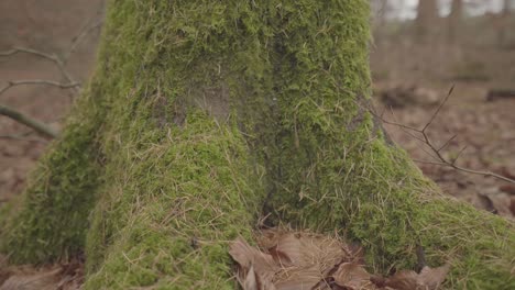 close view of tree bottom covered my green moss