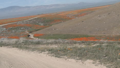 Point-of-view-driving-through-california-poppies-in-bloom-just-outside-the-Antelope-Valley-Poppy-Preserve-California