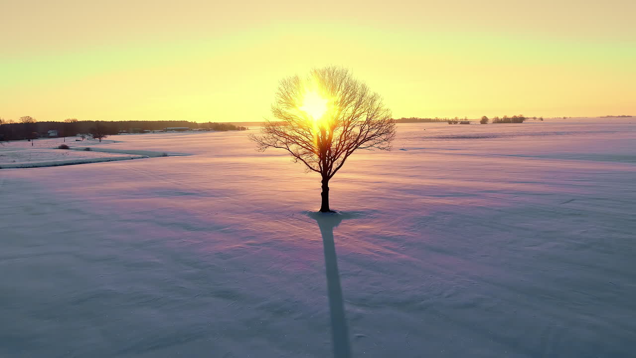 Un árbol solitario en una tundra congelada a contraluz del atardecer dorado - revelación aérea con retroceso