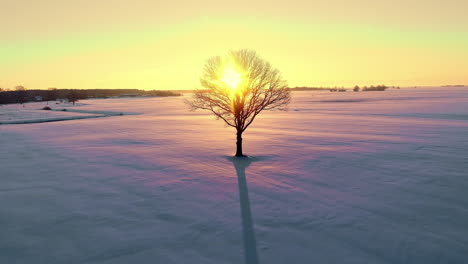 a lone tree in a frozen tundra backlit by the golden sunset - pull back aerial reveal