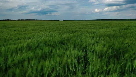 young wheat on field. aerial view of large green field