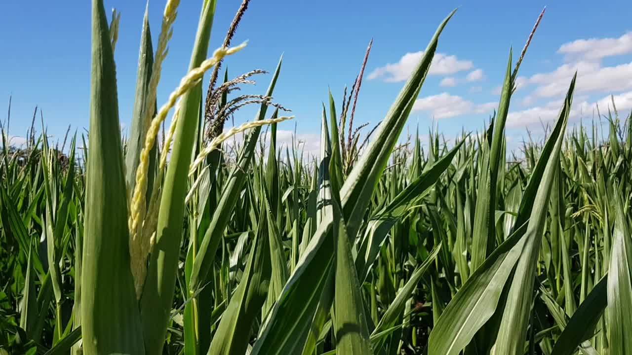 Statyczne ujęcie zbliżeniowe wysokich, zielonych roślin kukurydzy podczas sezonu żniwnego, Niemcy.