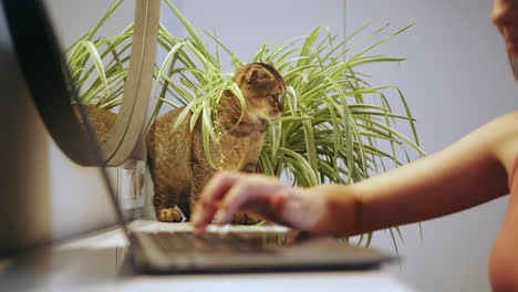 woman working from home with a kitten