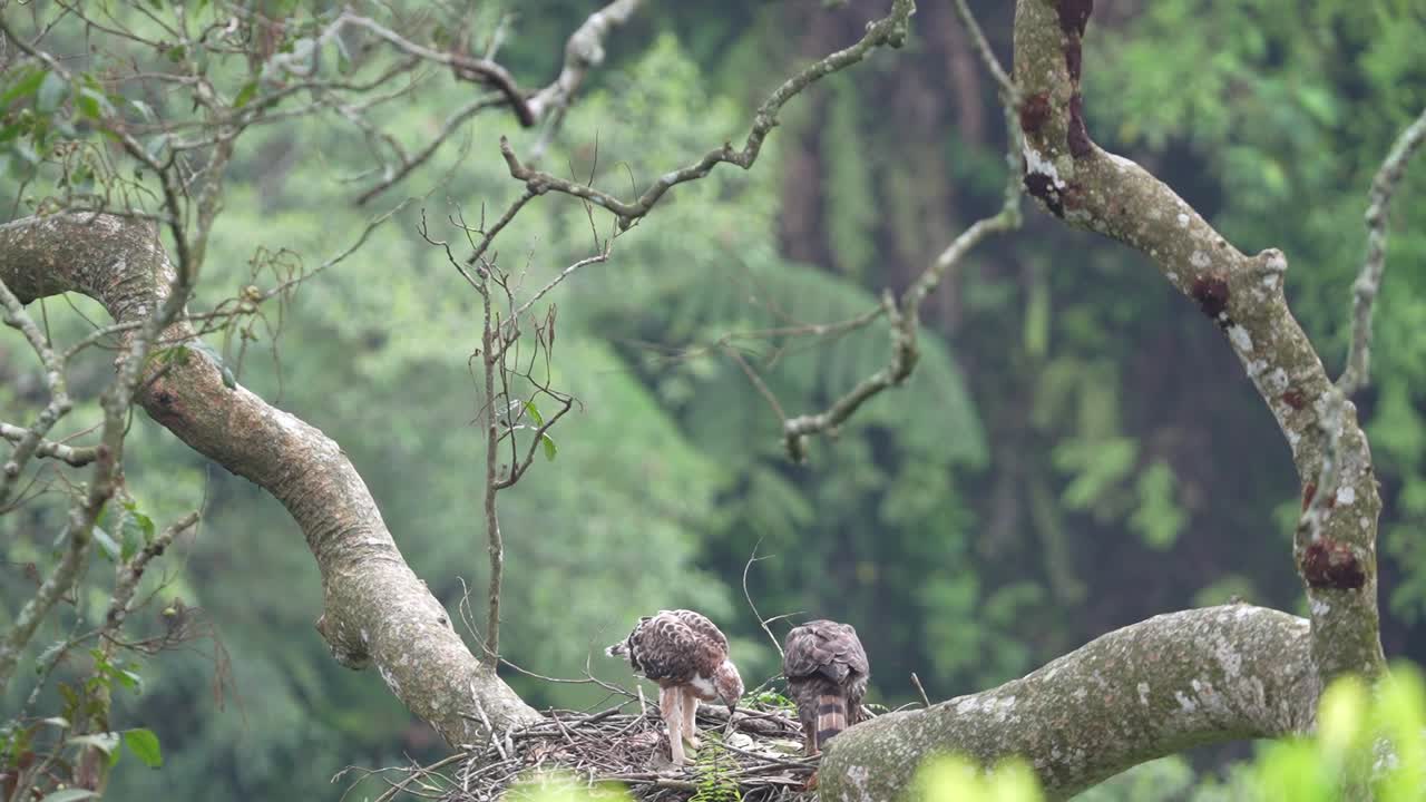 자반 호크 독수리 어미 와 그 의 상당히 큰 새끼 는  ⁇ 털 이 갈색 으로 변하기 시작 하고 야생 에 있는 둥지 에 있다