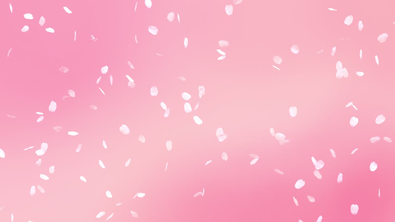 떨어지는 체리 꽃잎의 루프 애니메이션