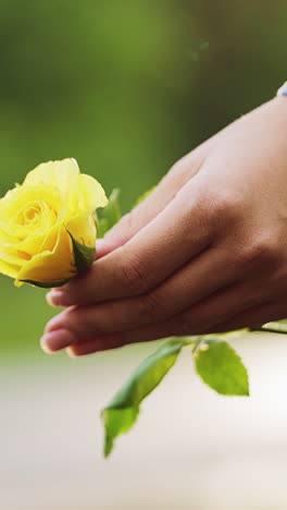 young woman with yellow rose in hands. yellow flower vertical video