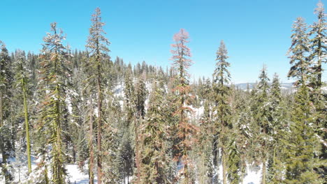 vuelo aéreo a través de árboles y ramas cubiertos de nieve en el bosque, la cámara avanza