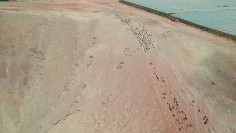 volando sobre un rebaño de ovejas y cabras: vista aérea a gran altitud sobre el ganado, en una zona desértica escalando una montaña
