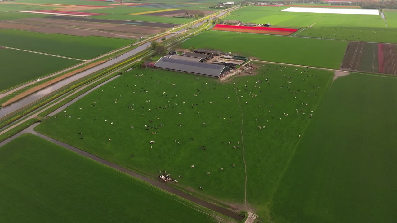 Veduta aerea di tulipani e mucche che punteggiano il paesaggio primaverile in Olanda