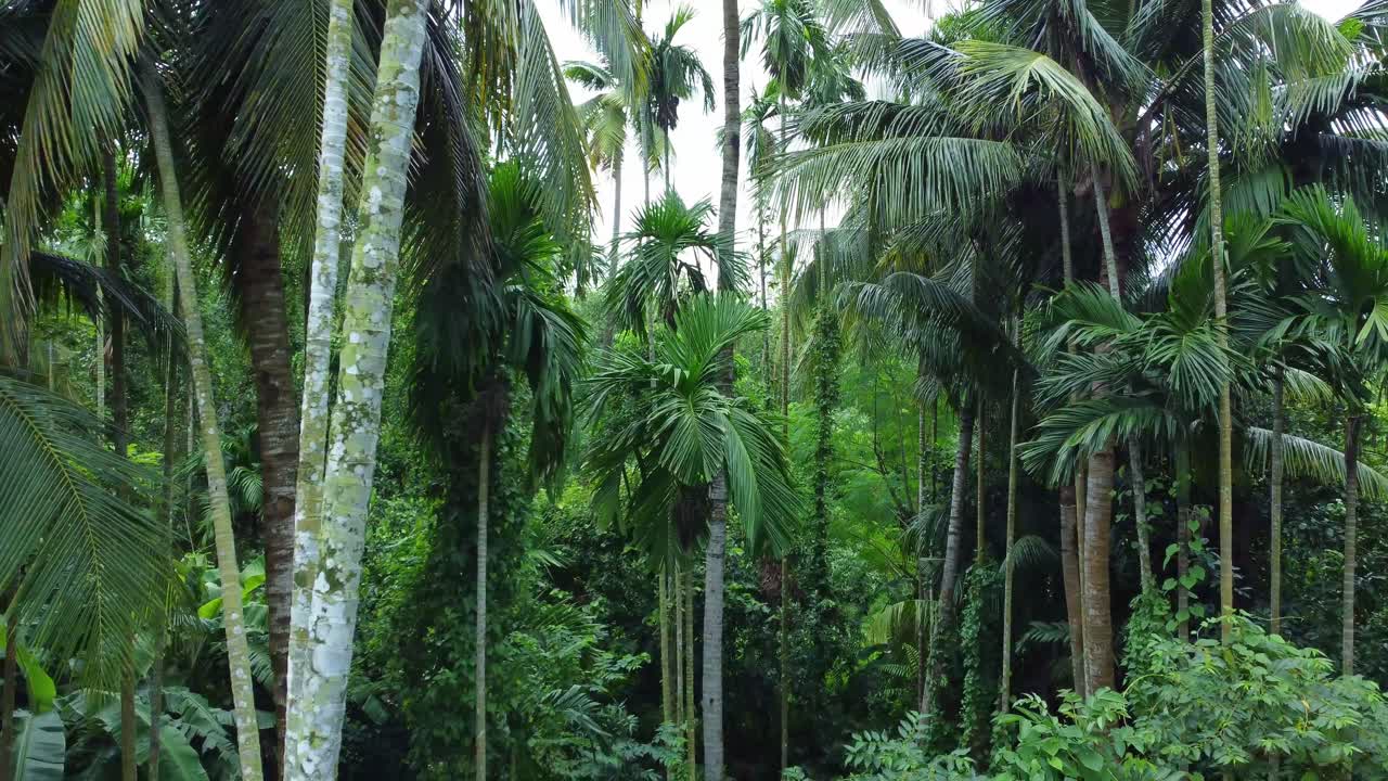 entrada a la jungla a través de motion shot-1