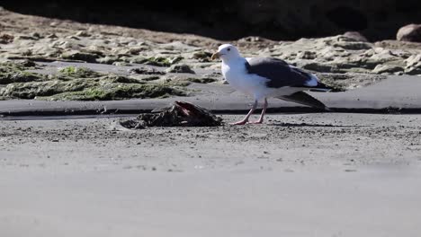 un pájaro comiendo un pescado caracas