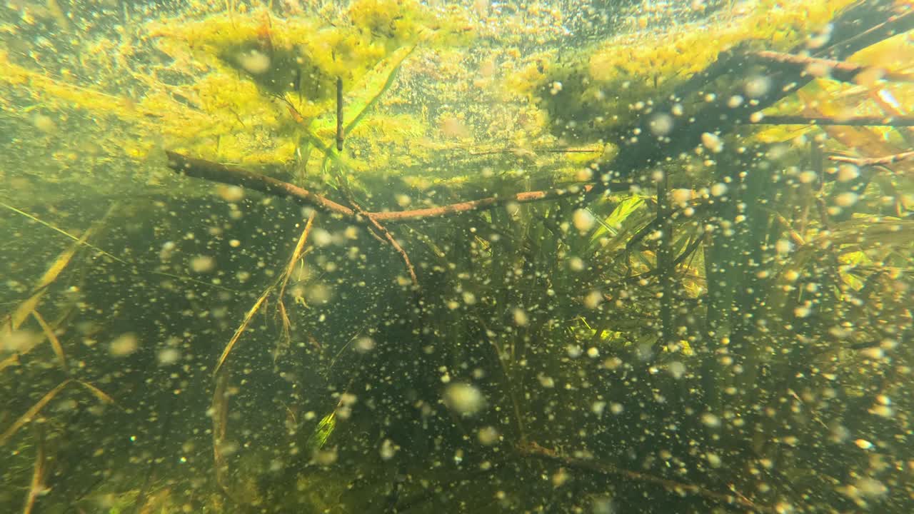 Macro underwater view of algae, aquatic plants, and floating particles in natural pond lighting