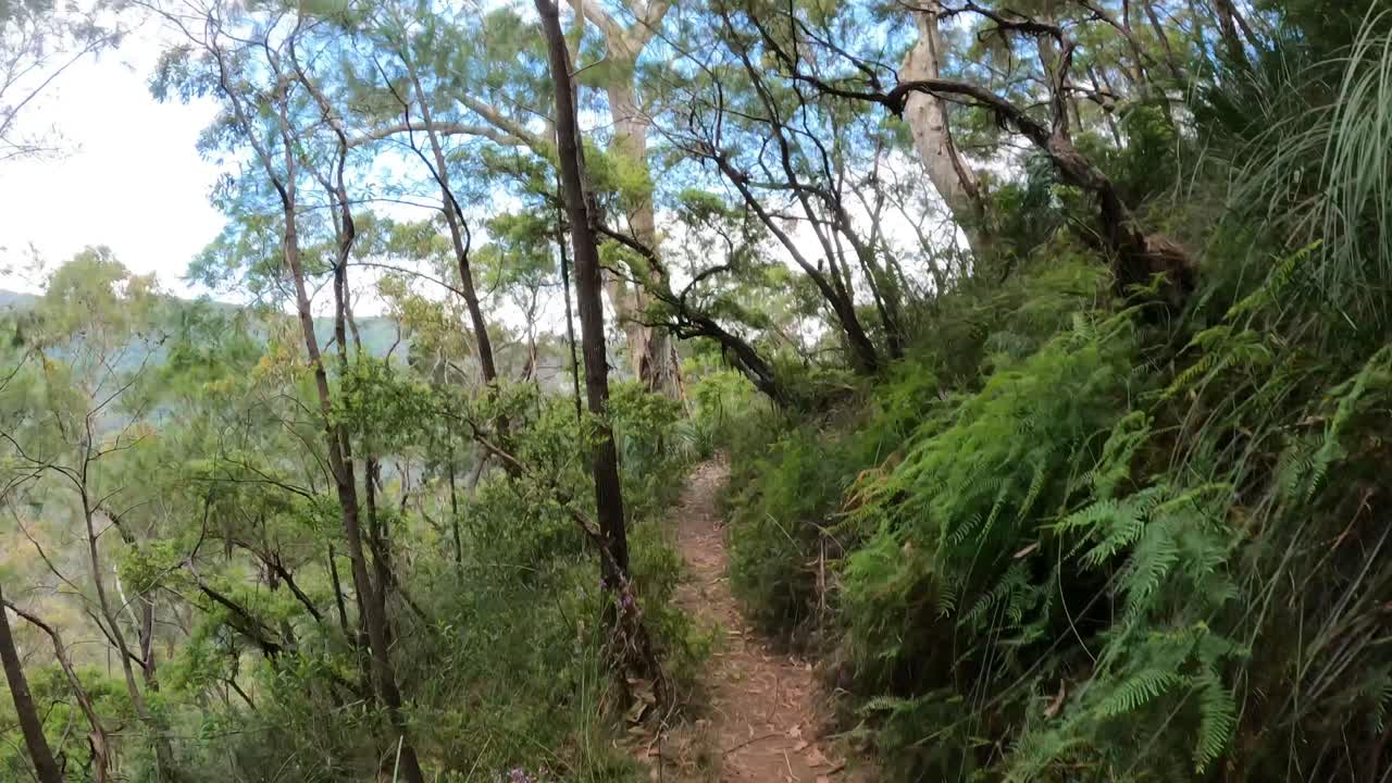 un paseo pacífico a través de un camino de bosque denso
