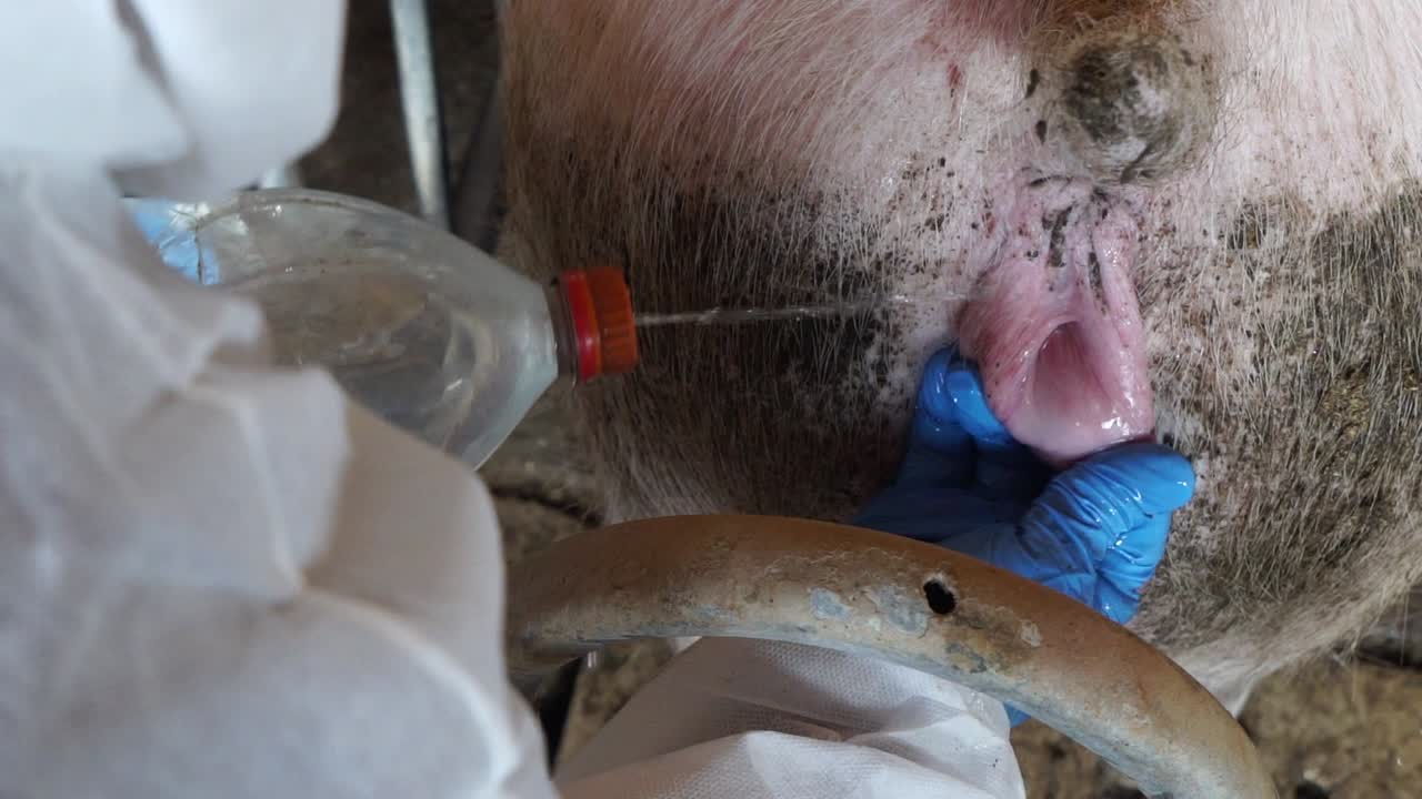 Unrecognizable man cleaning pig pelvic cavity in shed