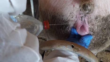 unrecognizable man cleaning pig pelvic cavity in shed