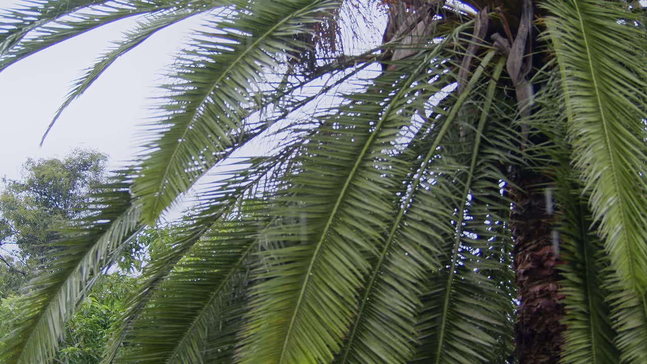 una palmera altísima se alza en un bosque bien cuidado en antigua, guatemala, mientras la lluvia cae suavemente