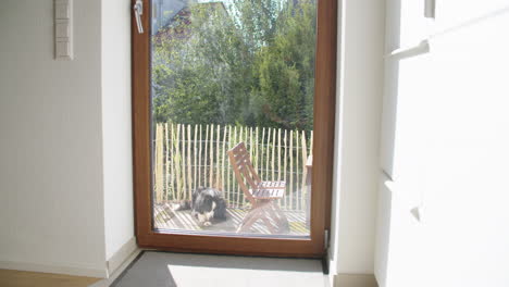 static wide shot of a dog laying on the porch outside on a sunny day in mid september