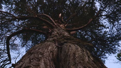 moving up trunk of large tree