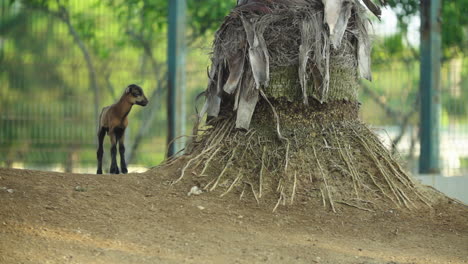cachorro de oveja salvaje está cayendo