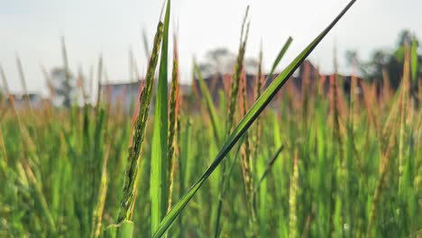 closeup of naturally grown traditional red rice crop also being called red chawal, pasai chawal, tinni chawal, rajmudi rice