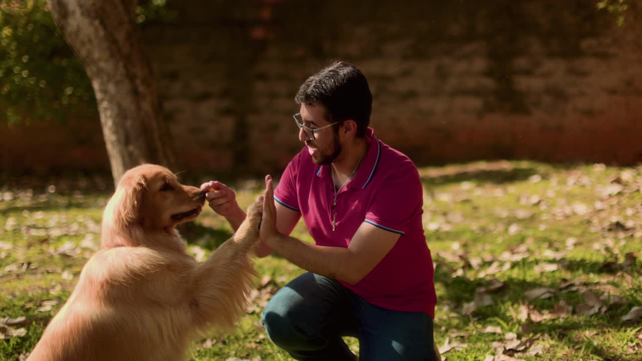 Golden Retriever High-Fives Owner in Sunny Park