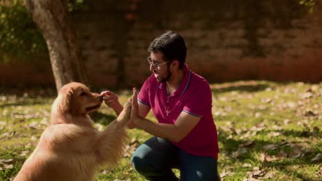 golden retriever high-fives owner in sunny park