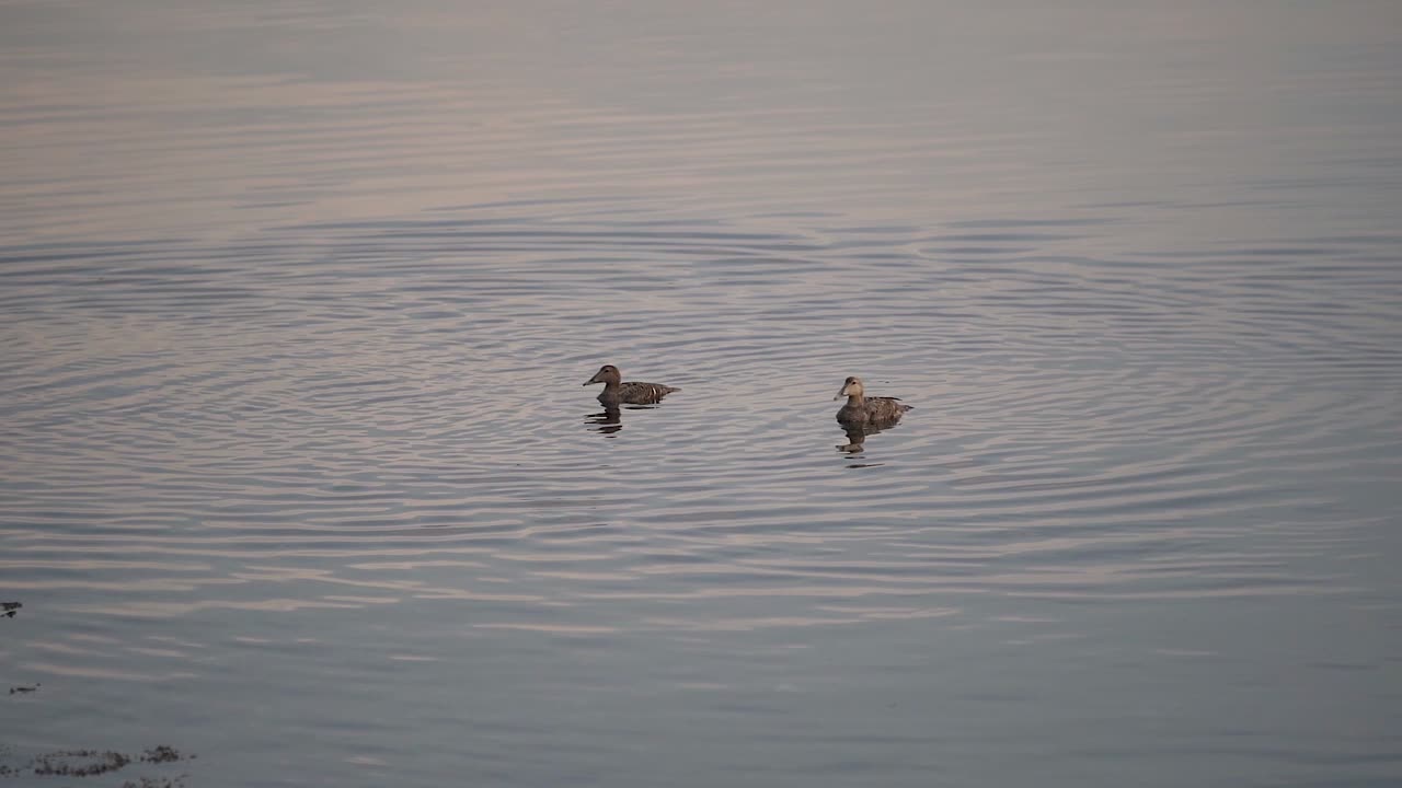 Ducks diving into the water on a lake searching for food at Nordstrand Bad during sunset in Oslo, Norway.mp4