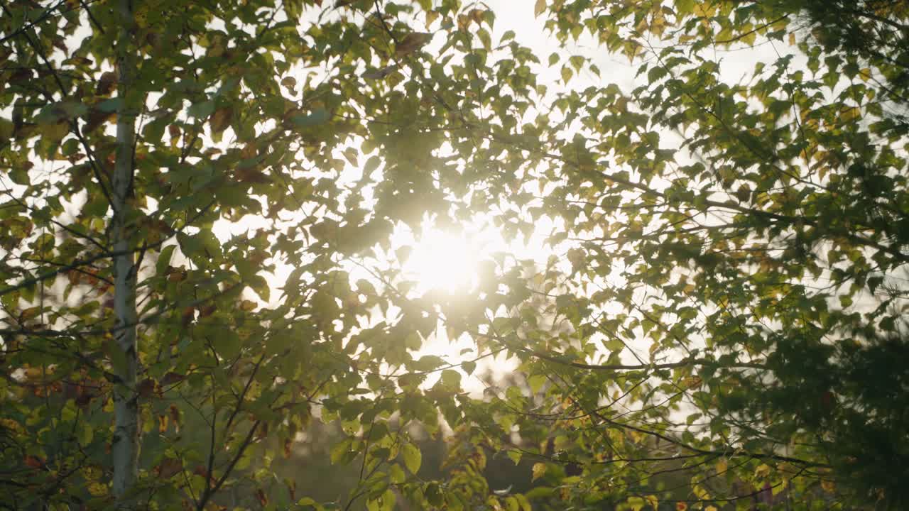 Beautiful sunlight shining through green leaves of a tree canopy, North America, Quebec, Montreal, Canada.