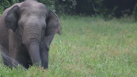 Ein-Einzelner-Großer-Elefantenbulle-Frisst-Allein-In-Einem-Grasbewachsenen-Sumpf