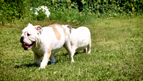 beautiful white brown english bulldog, beautiful face sitting on grass, nature background. concept: a parodist dog, favorite animals, true friends, a dog's pedigree, a friend's dog, a small wool.