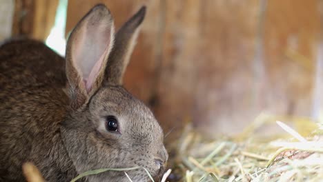 close-up of a brown rabbit in hay