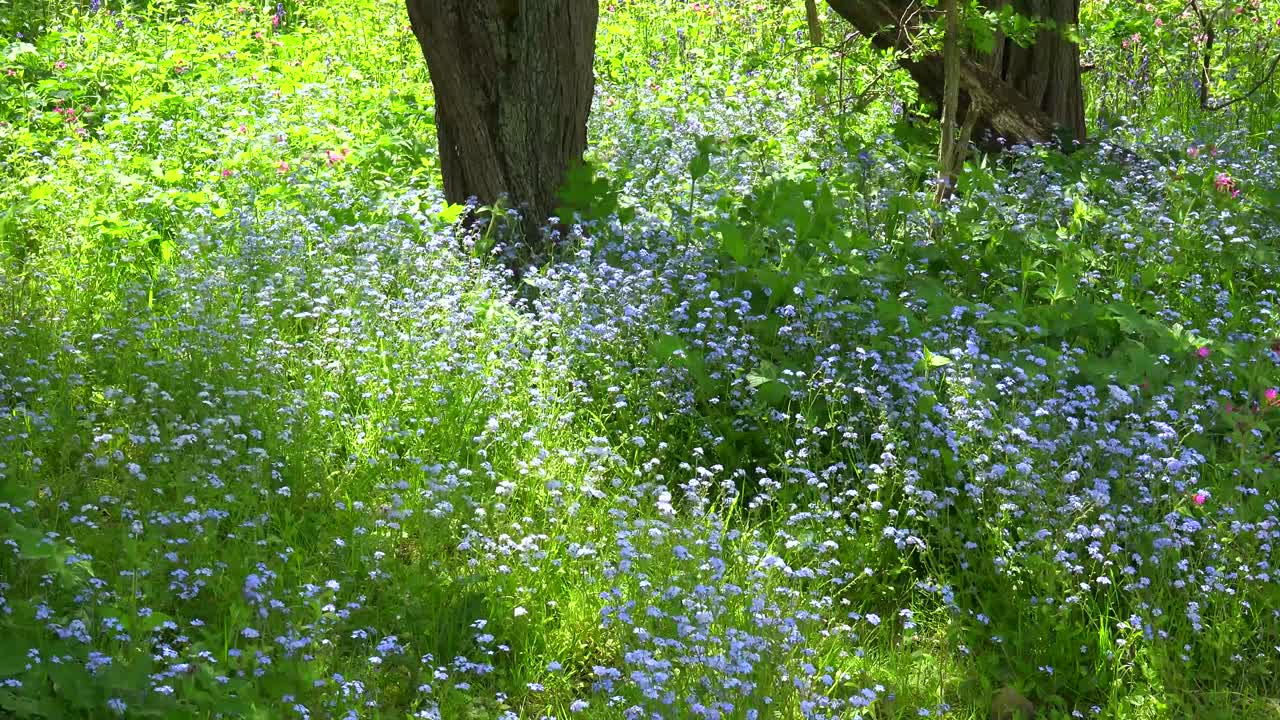 아름다운 야생화는 봄에 나무 밑둥 주위에서 자랍니다.