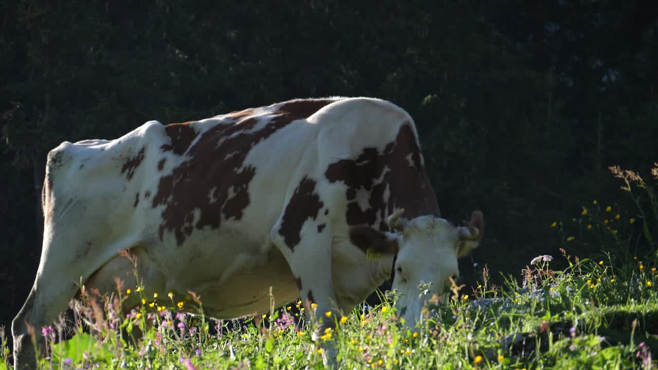 Wide Angle shot of Cow Eating