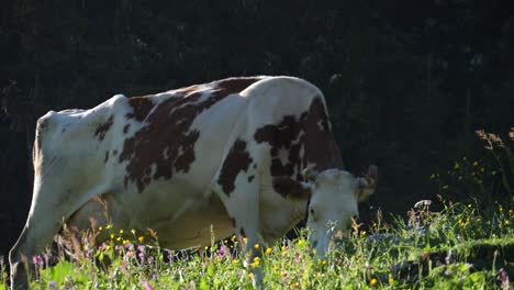 wide angle shot of cow eating