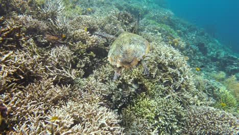 hawksbill sea turtle swimming over a lively coral reef in slow motion