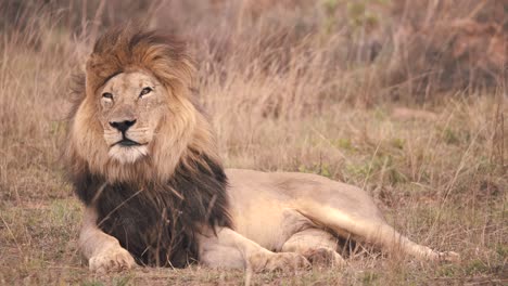 Löwe,-Der-Im-Savannengras-Liegt,-Sein-Fell-Leckt-Und-Dann-Ein-Königliches-Aussehen-Annimmt