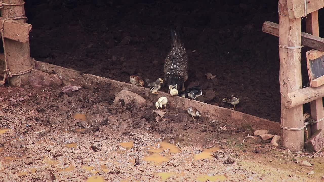 una gallina madre que lleva a su cría de pollitos forrajeando en el suelo fangoso de una granja