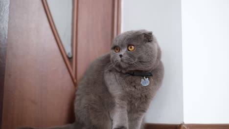 серая шотландская кошка