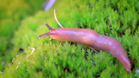 Slug-slowly-crawls-on-the-green-grass..-Slug-is-a-common-name-for-a-number-of-gastropods-that-have-undergone-a-reduction-or-complete-loss-of-the-shell-during-their-evolutionary-development.