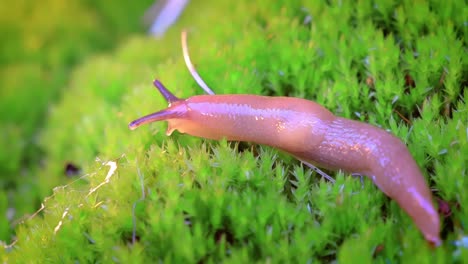 slug slowly crawls on the green grass.. slug is a common name for a number of gastropods that have undergone a reduction or complete loss of the shell during their evolutionary development.