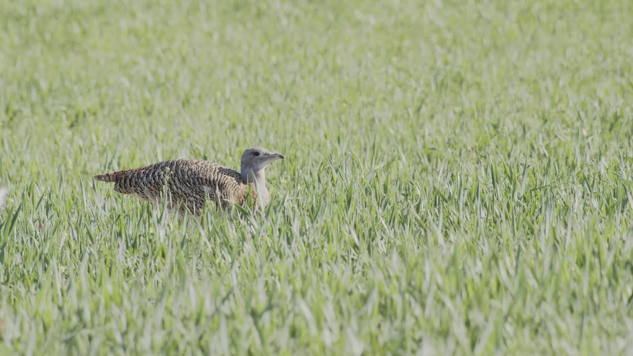 A female great bustard eating, in the meadow during the spring breeding season, in La Mancha, Spain