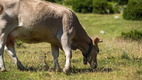 vacas en el paisaje natural