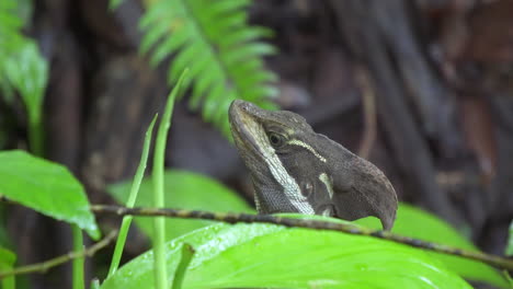 Basilisco-Común-O-Lagarto-De-Jesucristo-Girando-La-Cabeza-En-La-Selva,-De-Cerca