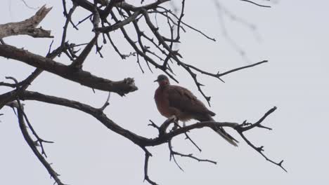 Una-Paloma-Manchada-Solitaria-Está-Posada-En-Un-árbol-Mientras-Agita-Sus-Plumas-Y-Hace-Caca