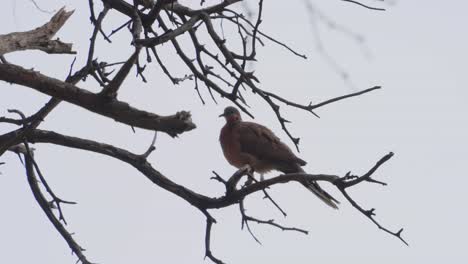 una paloma manchada solitaria está posada en un árbol mientras agita sus plumas y hace caca