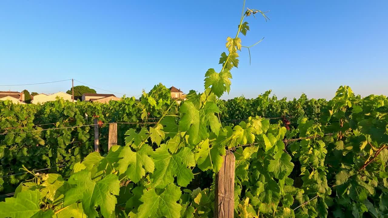 은 파란 하늘 아래의 울창한 포도원 풍경