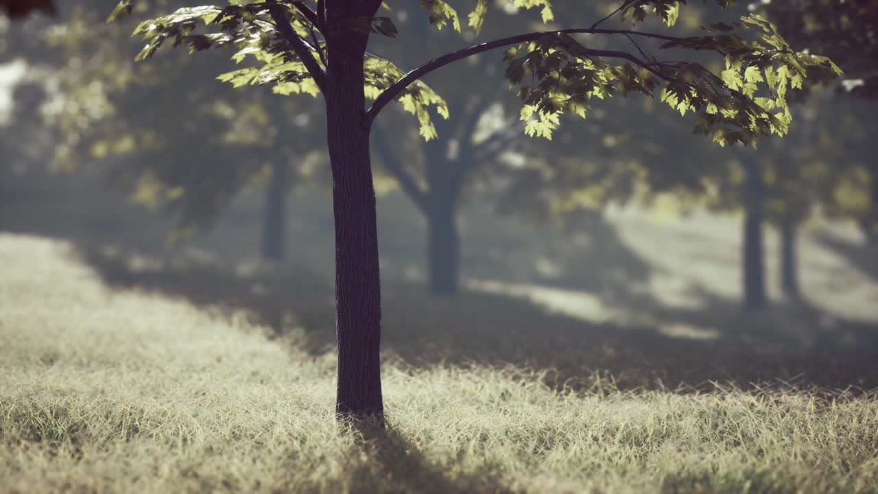 해가 지는 도시 의 초록색 공원