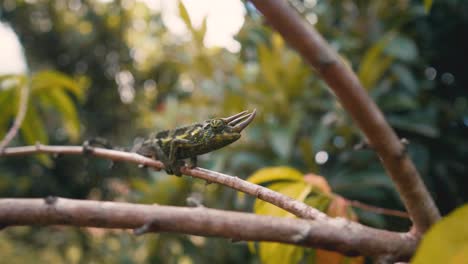 Beautiful-Shot-of-the-inconspicuous-Hawaiian-Jackson-Chameleon-in-its-natural-habitat